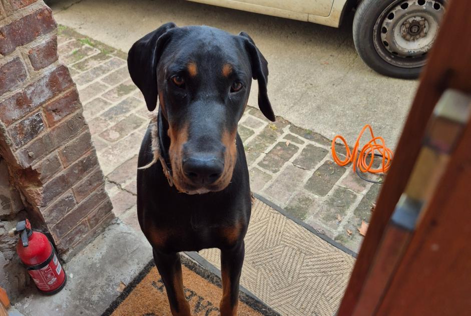 Fundmeldung Hund  Männliche Saint-Clair-sur-Epte Frankreich