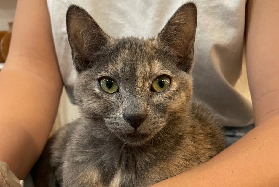 Alerte Disparition Chat  Femelle , 1 ans Decazeville France
