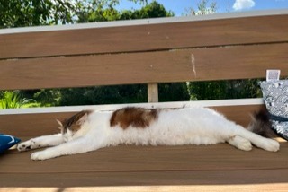 Alerte Disparition Chat Mâle , 5 ans Tréogan France