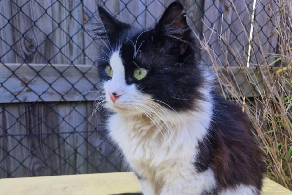 Alerte Disparition Chat  Mâle , 5 ans Préveranges France