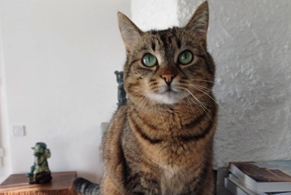 Alerte Disparition Chat  Femelle , 4 ans Cepoy France
