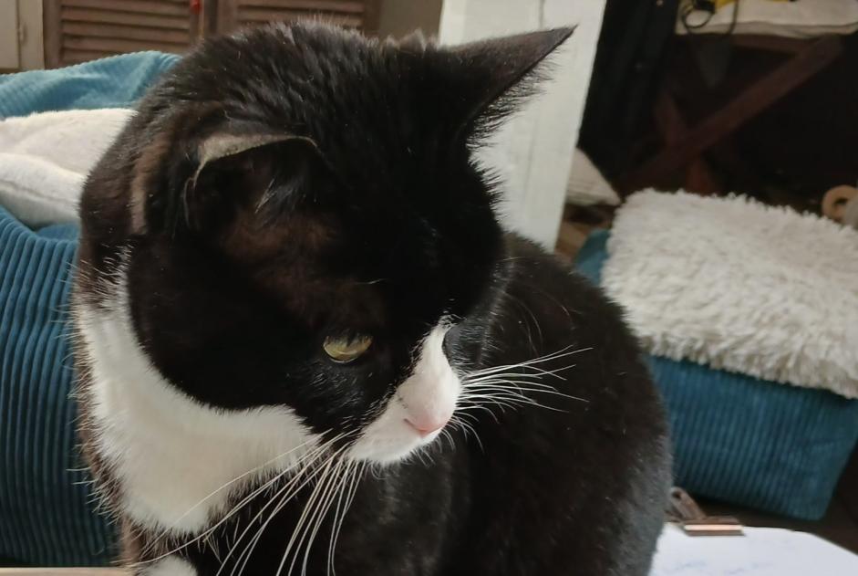 Alerte Disparition Chat Mâle , 3 ans Saint-Leu-la-Forêt France Alerte Disparition Chat Mâle , 3 ans Saint-Leu-la-Forêt France