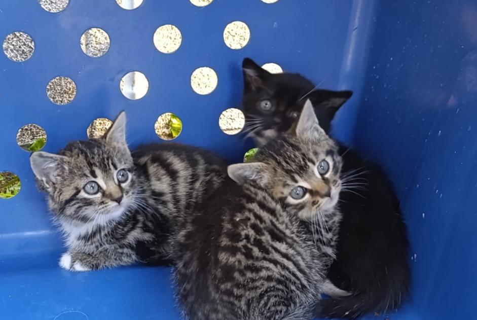 Alerte Découverte Chat Inconnu Châteauneuf-sur-Loire France