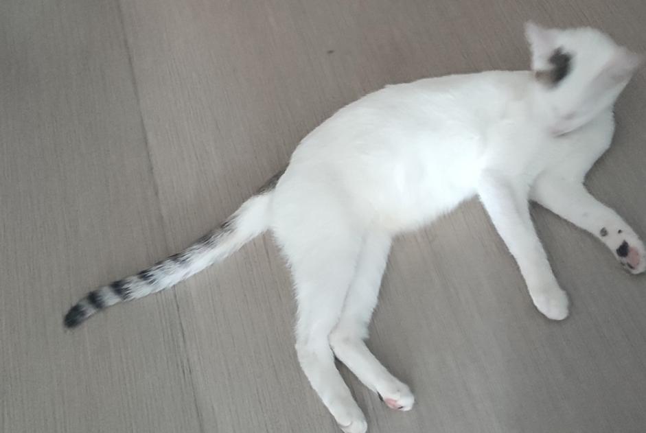 Alerte Découverte Chat Femelle Annezin France Alerte Découverte Chat Femelle Annezin France