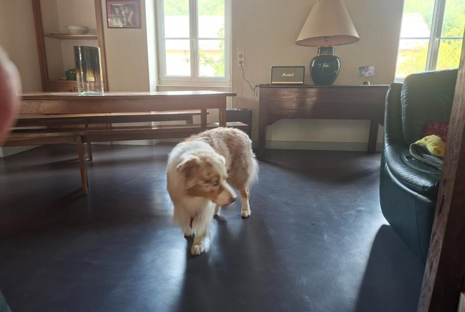 Alerte Découverte Chien  Mâle Ivoy-le-Pré France