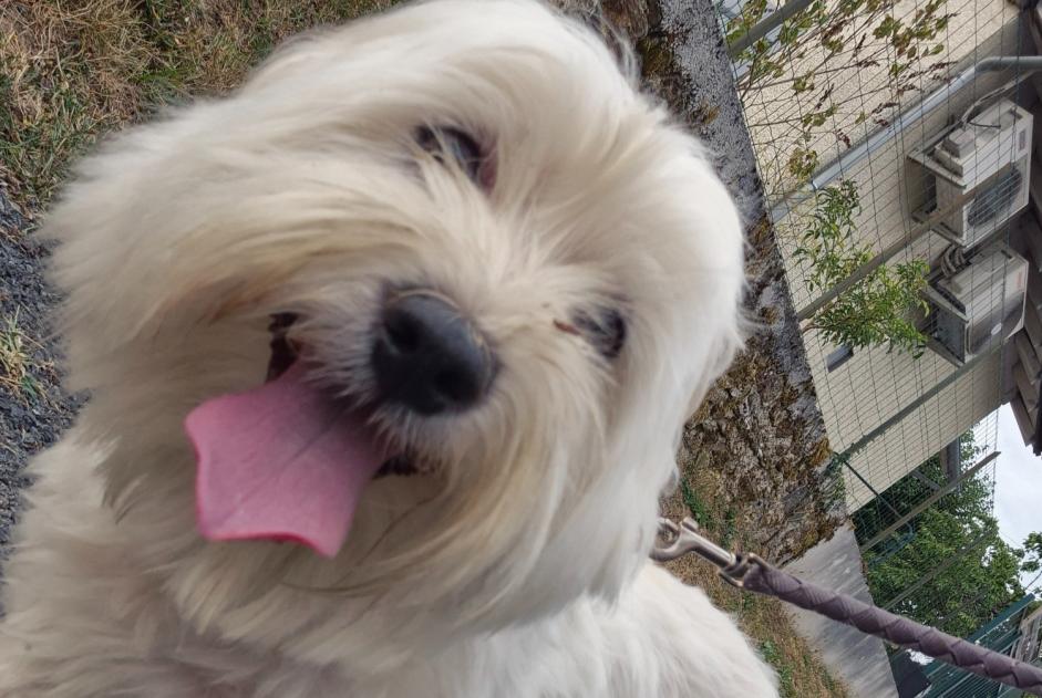 Alerte Découverte Chien Mâle Uzerche France