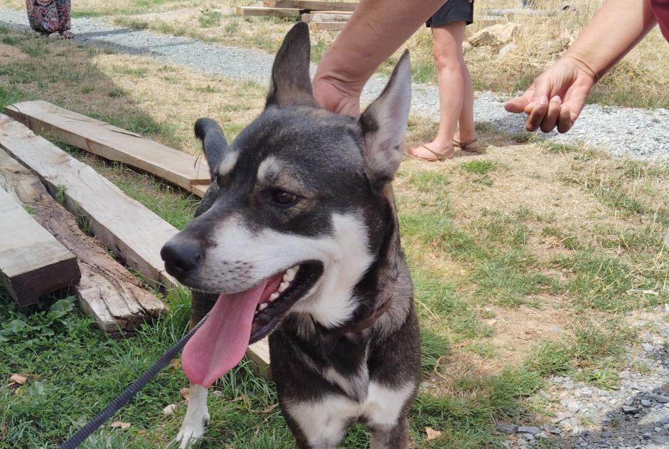 Alerte Découverte Chien croisement Mâle Jarnages France