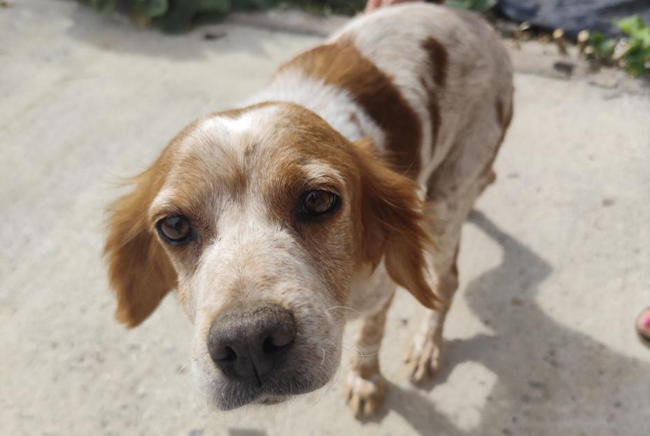 Alerte Découverte Chien  Femelle La Celle-Dunoise France